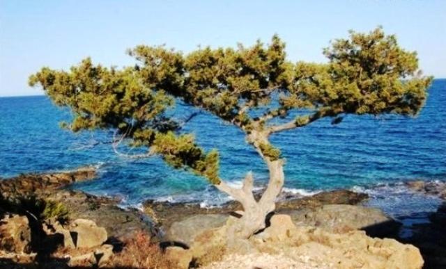 Tanca Della Torre Trilocale Vista Mare Apartment Изола Роса Екстериор снимка